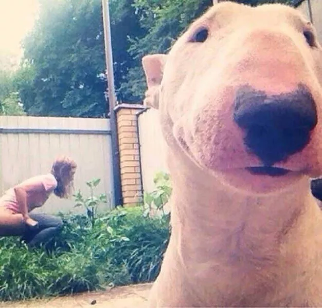 Lhumour adulte le meilleur genre dhumour - #3 