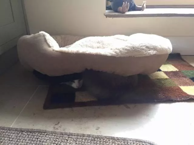 Why there is no need to buy gifts for cats - #1 