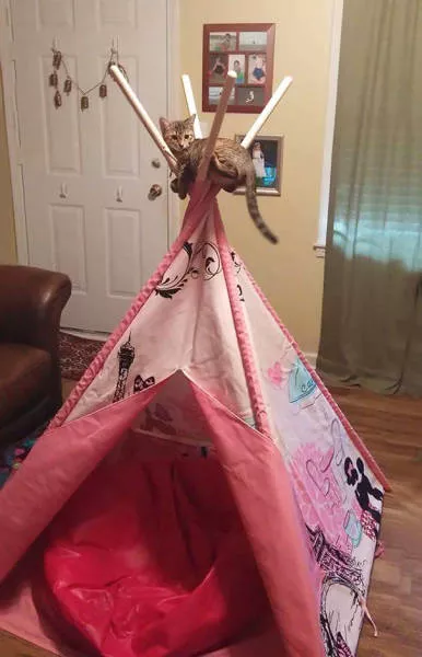 Why there is no need to buy gifts for cats - #10 