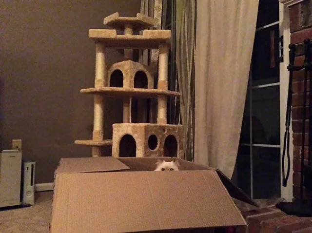 Why there is no need to buy gifts for cats - #11 
