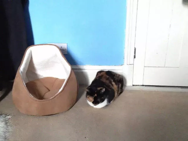 Why there is no need to buy gifts for cats - #12 