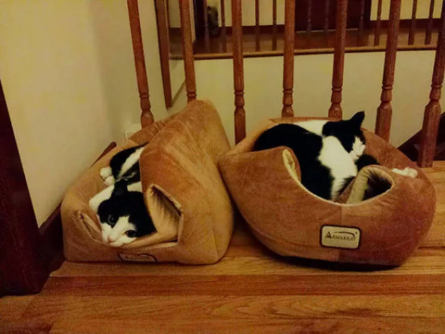 Why there is no need to buy gifts for cats - #14 