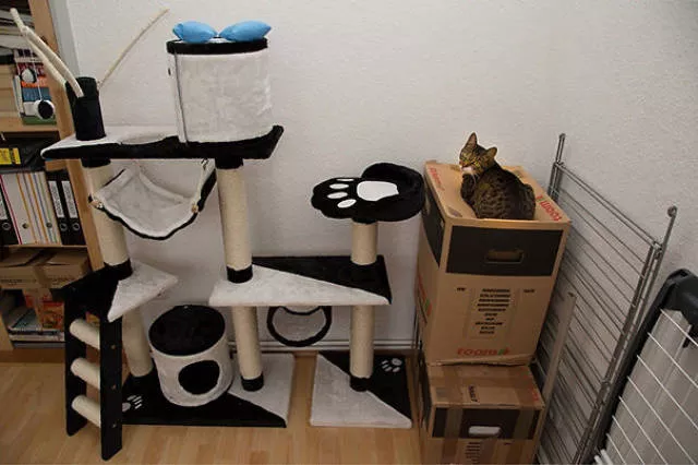 Raisons pour lesquelles il est inutile dacheter des cadeaux pour chats - #15 
