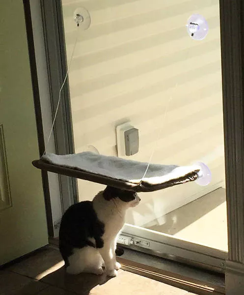 Why there is no need to buy gifts for cats - #16 