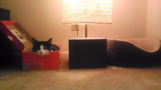 Why there is no need to buy gifts for cats - #17 