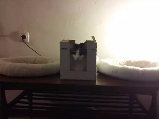 Why there is no need to buy gifts for cats - #18 