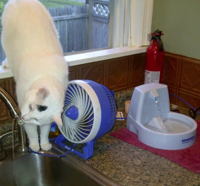 Raisons pour lesquelles il est inutile dacheter des cadeaux pour chats - #19 