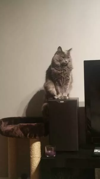 Raisons pour lesquelles il est inutile dacheter des cadeaux pour chats - #2 