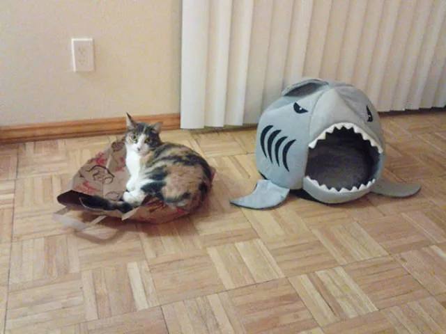 Why there is no need to buy gifts for cats - #20 