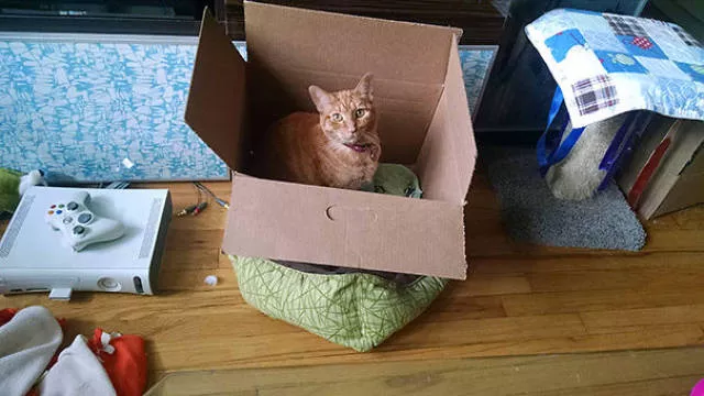 Why there is no need to buy gifts for cats Why there is no need to buy gifts for cats