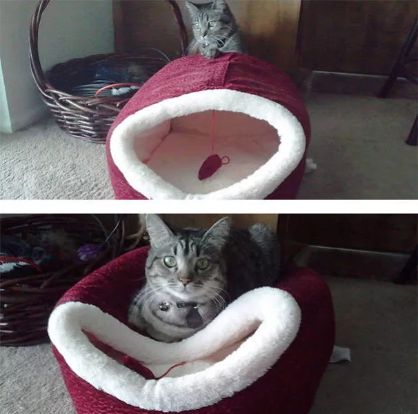 Raisons pour lesquelles il est inutile dacheter des cadeaux pour chats - #22 