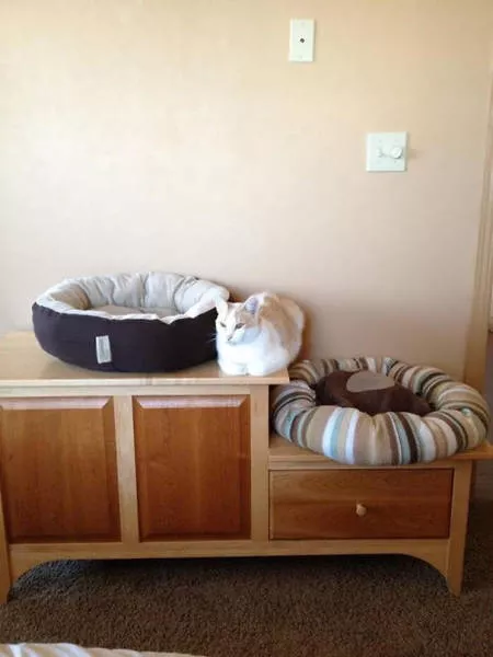 Why there is no need to buy gifts for cats - #23 