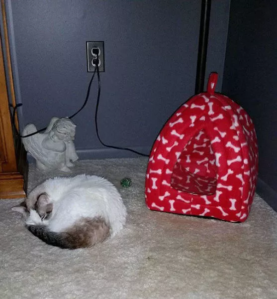 Raisons pour lesquelles il est inutile dacheter des cadeaux pour chats - #24 