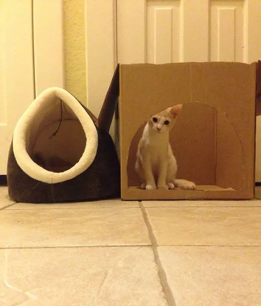 Why there is no need to buy gifts for cats - #25 