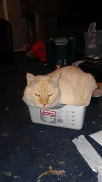 Why there is no need to buy gifts for cats - #27 