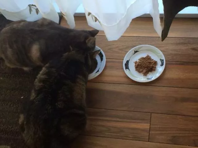 Why there is no need to buy gifts for cats - #28 