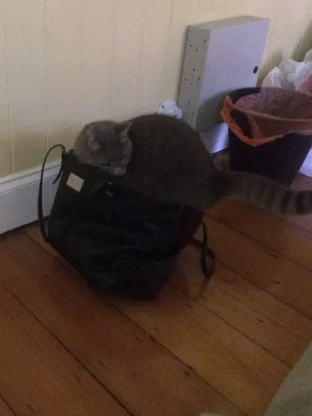 Raisons pour lesquelles il est inutile dacheter des cadeaux pour chats - #29 