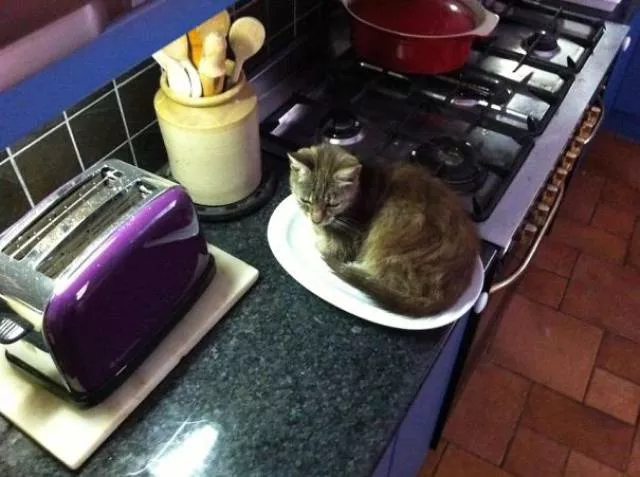 Raisons pour lesquelles il est inutile dacheter des cadeaux pour chats - #3 