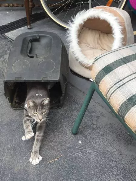 Why there is no need to buy gifts for cats - #30 