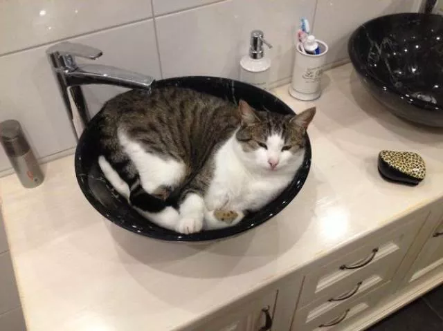 Why there is no need to buy gifts for cats - #32 