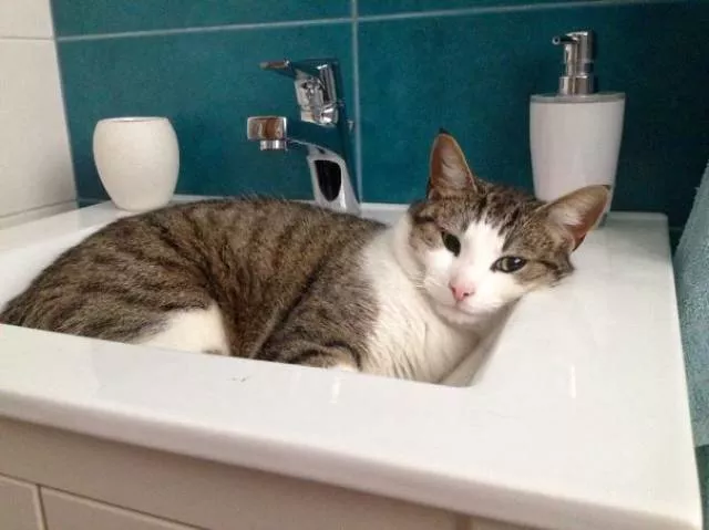 Why there is no need to buy gifts for cats - #33 