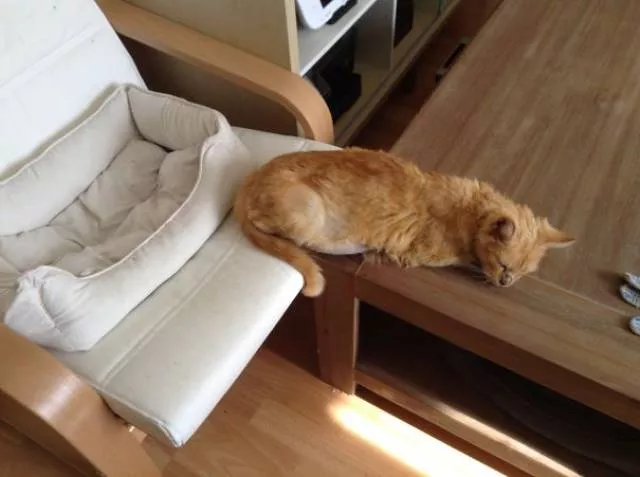 Why there is no need to buy gifts for cats - #34 