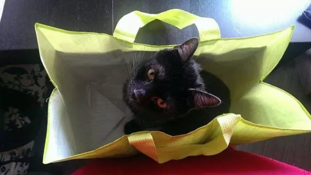 Why there is no need to buy gifts for cats - #35 