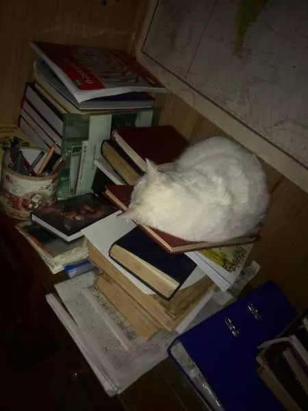 Why there is no need to buy gifts for cats - #36 