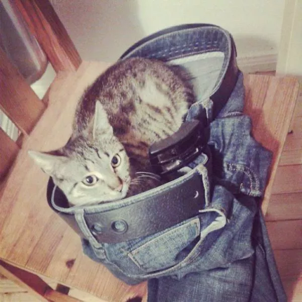 Raisons pour lesquelles il est inutile dacheter des cadeaux pour chats - #37 