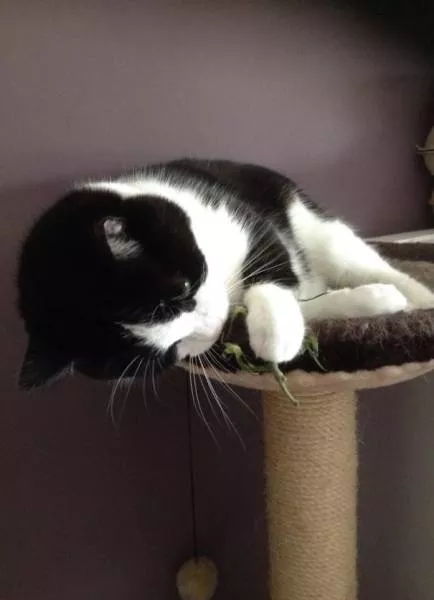 Why there is no need to buy gifts for cats - #38 