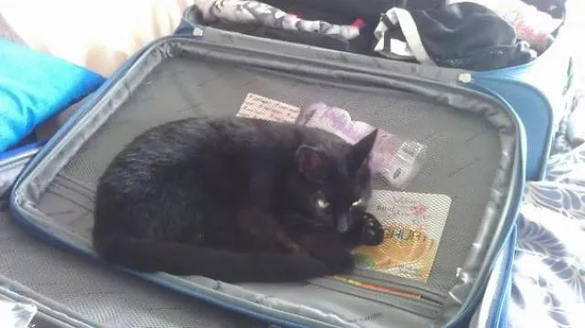 Why there is no need to buy gifts for cats - #39 