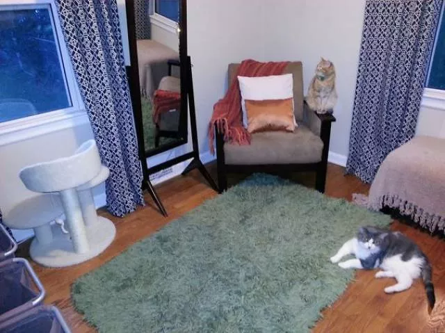 Why there is no need to buy gifts for cats - #5 