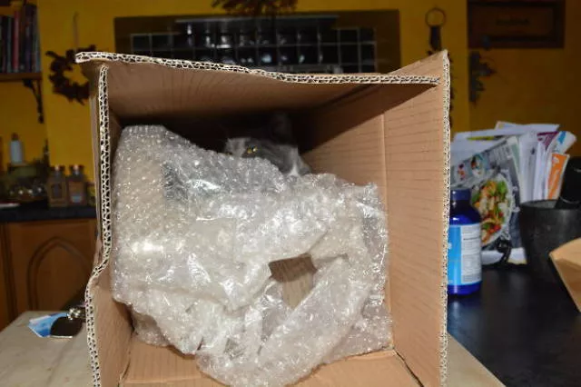 Why there is no need to buy gifts for cats - #6 