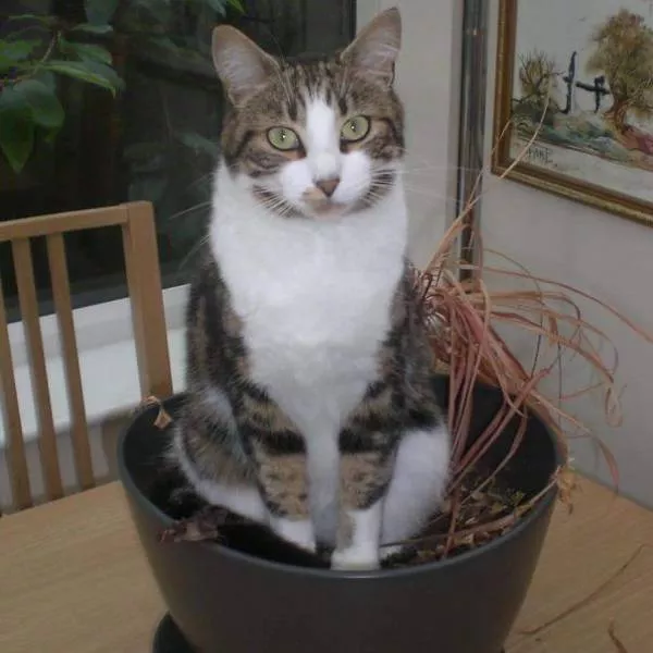 Why there is no need to buy gifts for cats - #7 
