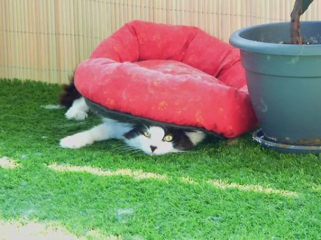 Why there is no need to buy gifts for cats - #8 