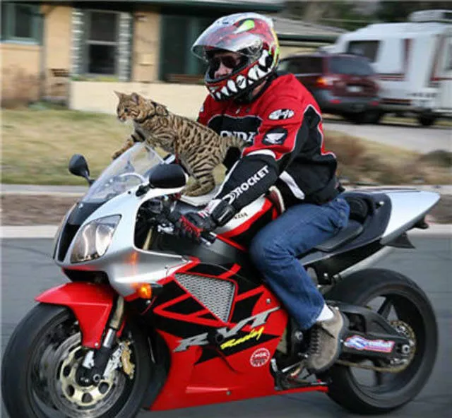 The craziest loads ever seen - #12 The craziest loads ever seen - #12
