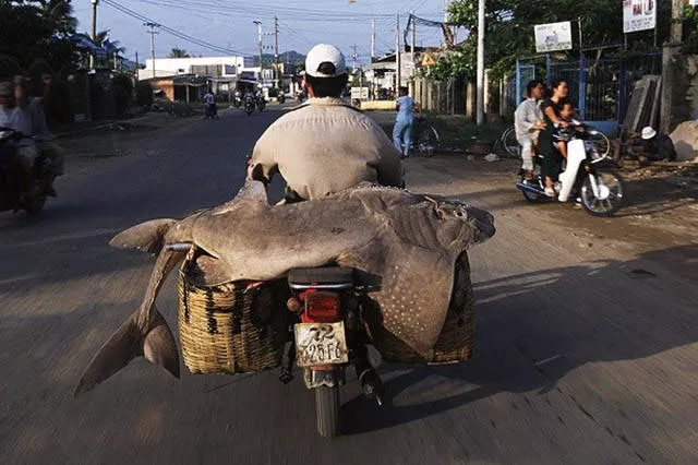 The craziest loads ever seen - #24 