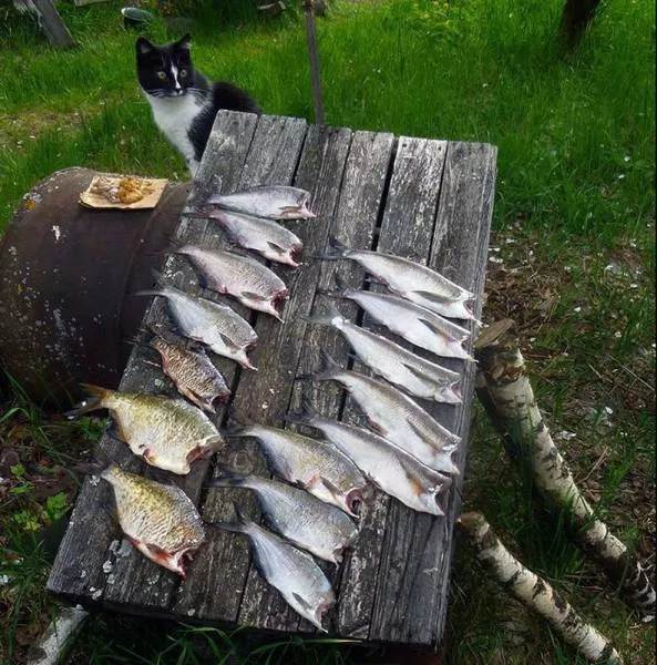 Picdump 168 - #18 