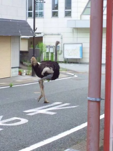 Weird things that only happen in asia - #14 