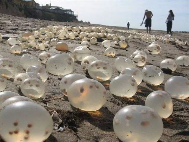 Various strange and interesting things found on the beach