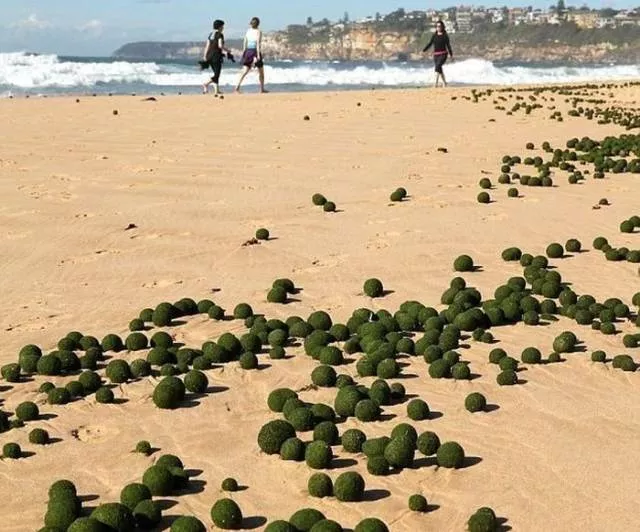 Various strange and interesting things found on the beach - #2 