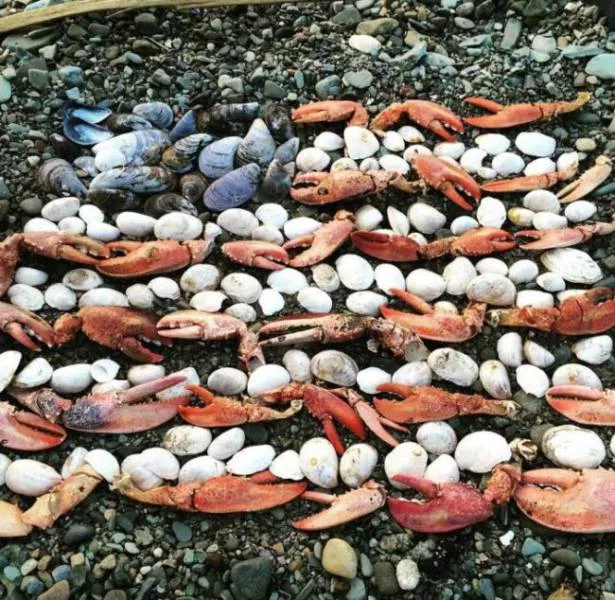 Various strange and interesting things found on the beach - #22 