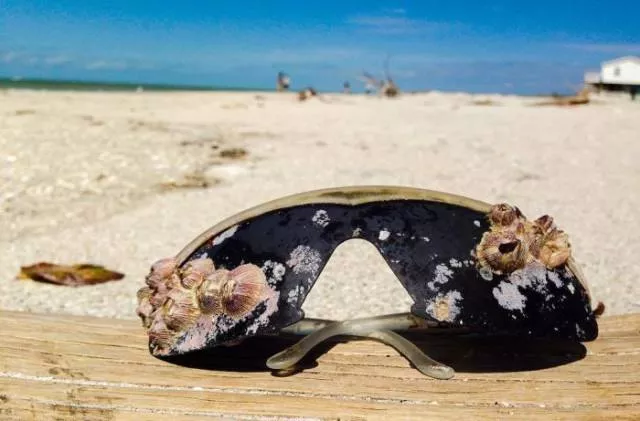 Various strange and interesting things found on the beach - #8 