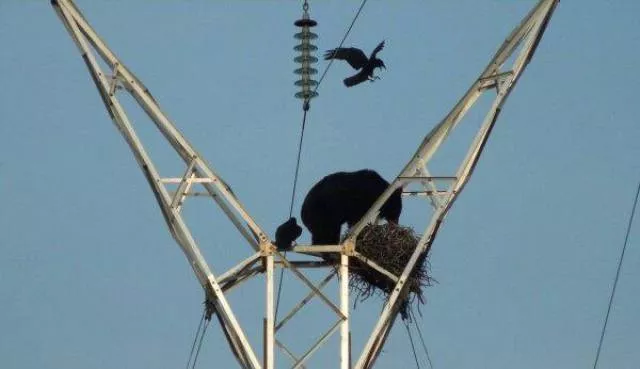 Things you dont see every day - #37 
