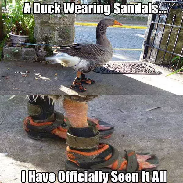 Things you dont see every day - #6 