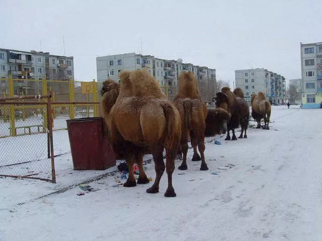Welcome to russia madness in its pure form - #16 