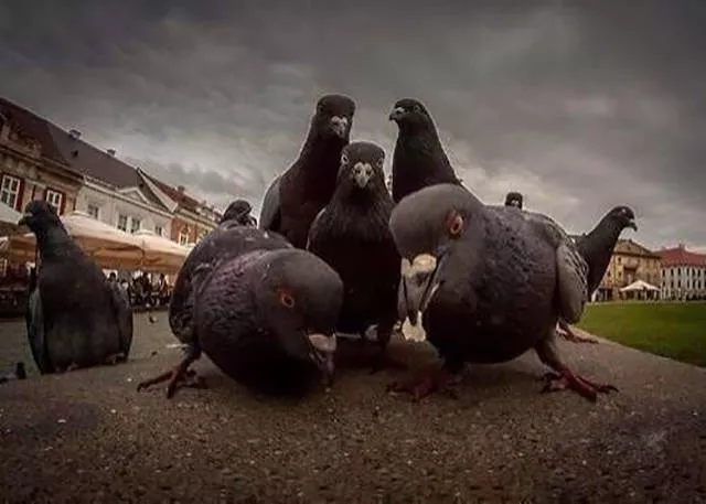 Photos fascinantes qui parlent deux memes - #26 