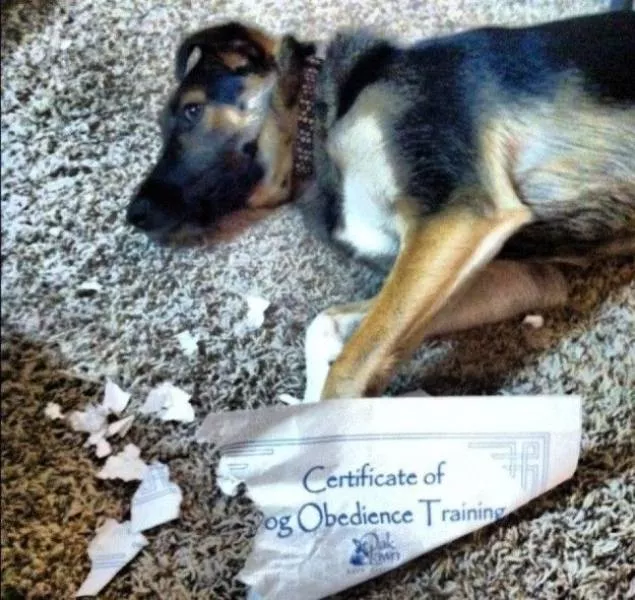 Most fails of all time - #48 