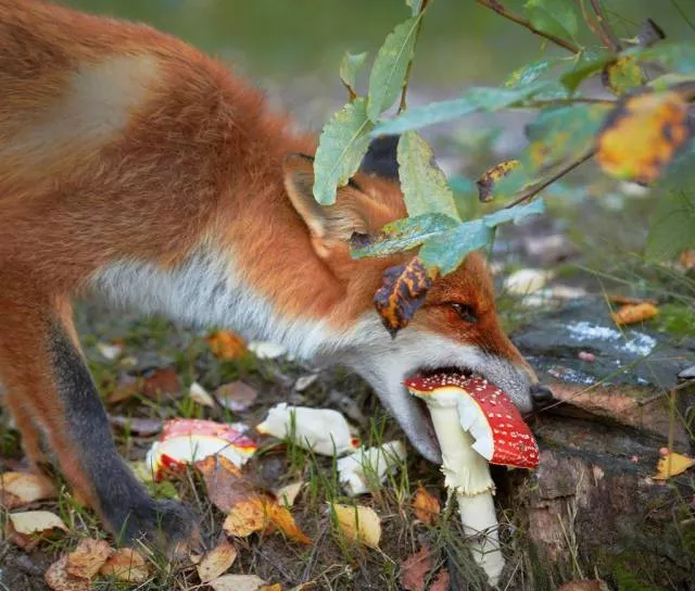 Picdump 195 - #36 