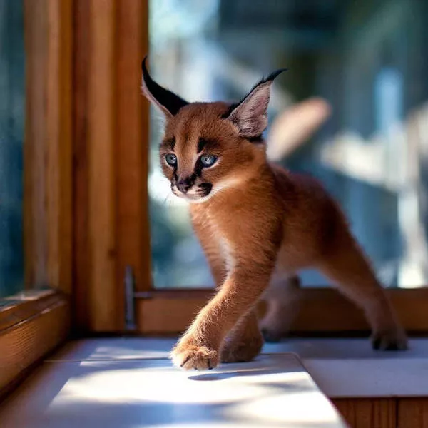 Lespece de chat la plus mignonne du monde